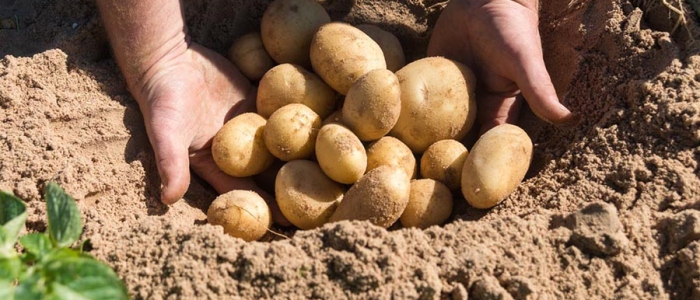 Homegrown Goodness: For the love of potatoes