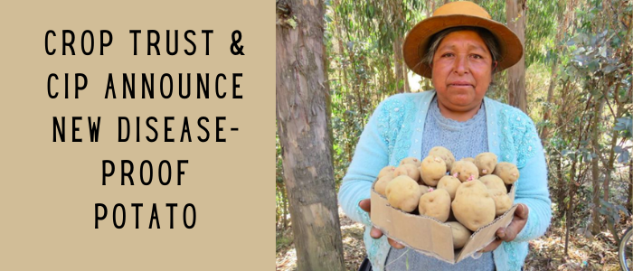 Crop Trust & CIP Announce New Disease-Proof Potato 