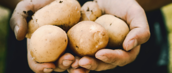 Why we must rethink the potato for a sustainable use of resources