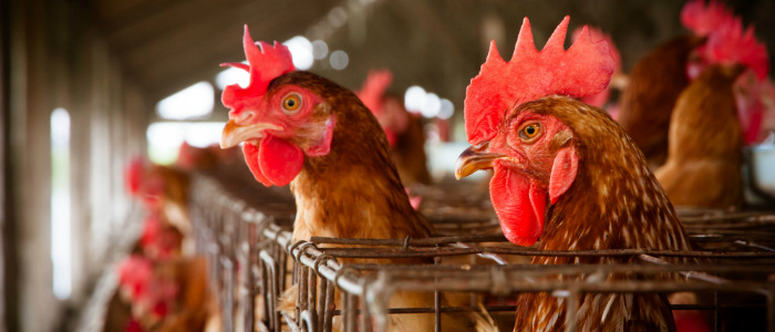 Live hen sales banned after avian flu detected at Mpumalanga farm