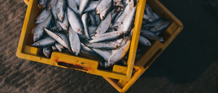 GFSI opens new stakeholder Consultation for the Global Seafood Alliance
